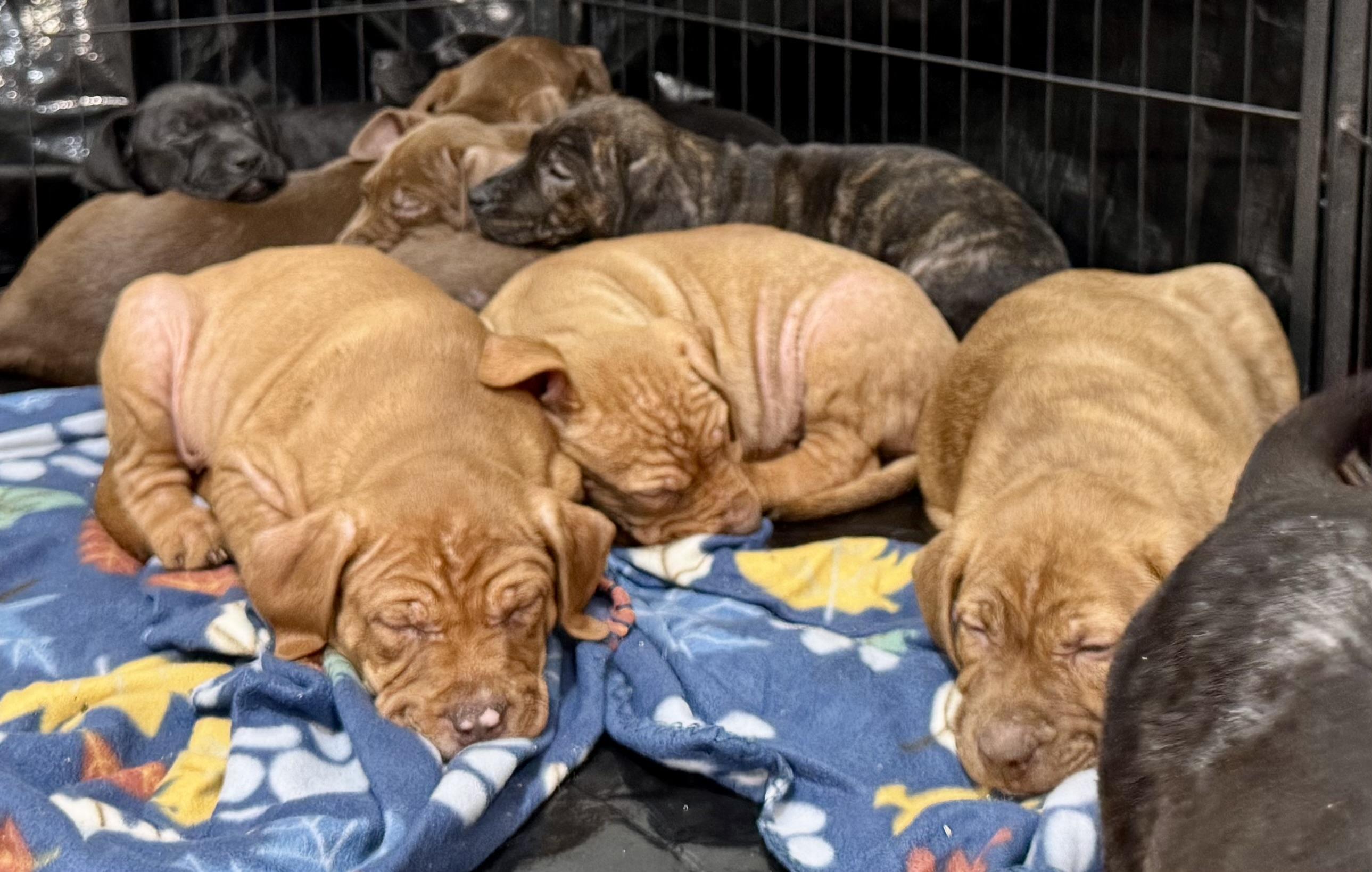 Enlarge Cumin, an adopted mixed breed in Fulton, NY image 5/5
