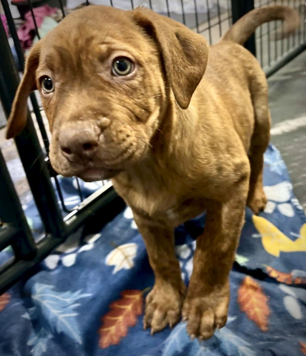 Enlarge Cumin, an adopted mixed breed in Fulton, NY image 2/5