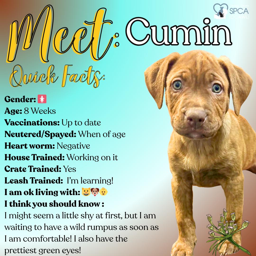 Cumin, ADOPTABLE, Puppy Female Labrador Retriever.