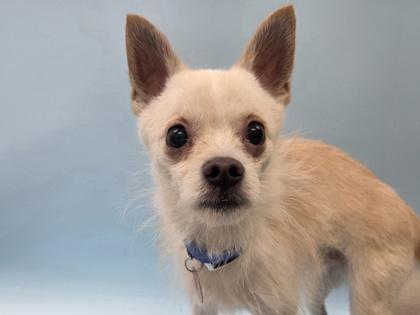 Joe-E, Adoptable, Adult Male Terrier & Mixed Breed.