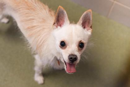 Enlarge Joe-E, a Adoptable mixed breed in Woodbury, MN image 2/3