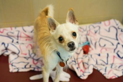Enlarge Joe-E, a Adoptable mixed breed in Woodbury, MN image 3/3