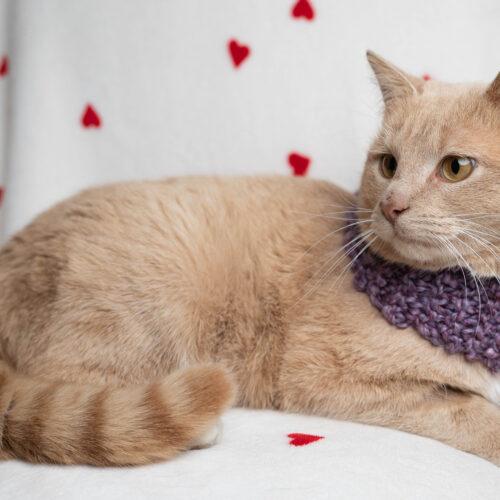 Rebel, Adoptable, Kitten Male Domestic Short Hair.