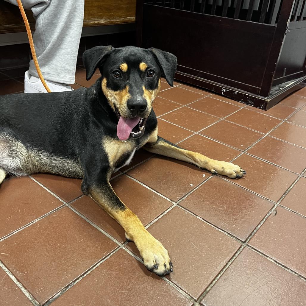 Enlarge R167880 Noa, a Adoptable Rottweiler in Port Washington, NY image 1/1