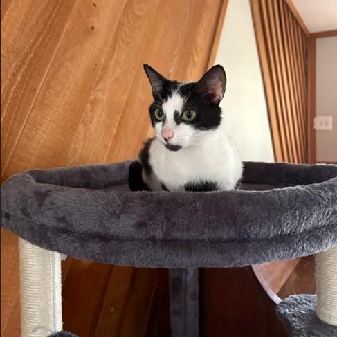 Enlarge Tulip, an adopted Domestic Short Hair in SNOW HILL, NC image 1/1