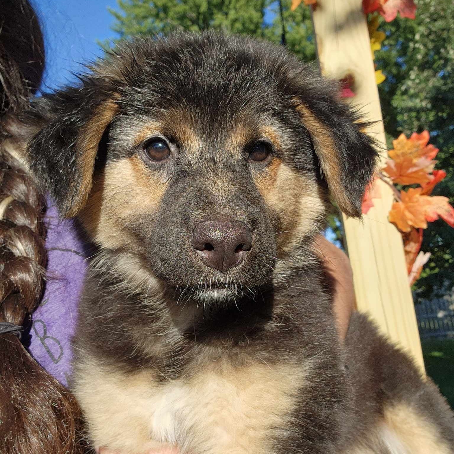 Dog for adoption Edith, a German Shepherd Dog & Alaskan Malamute Mix in Geneseo , IL Petfinder