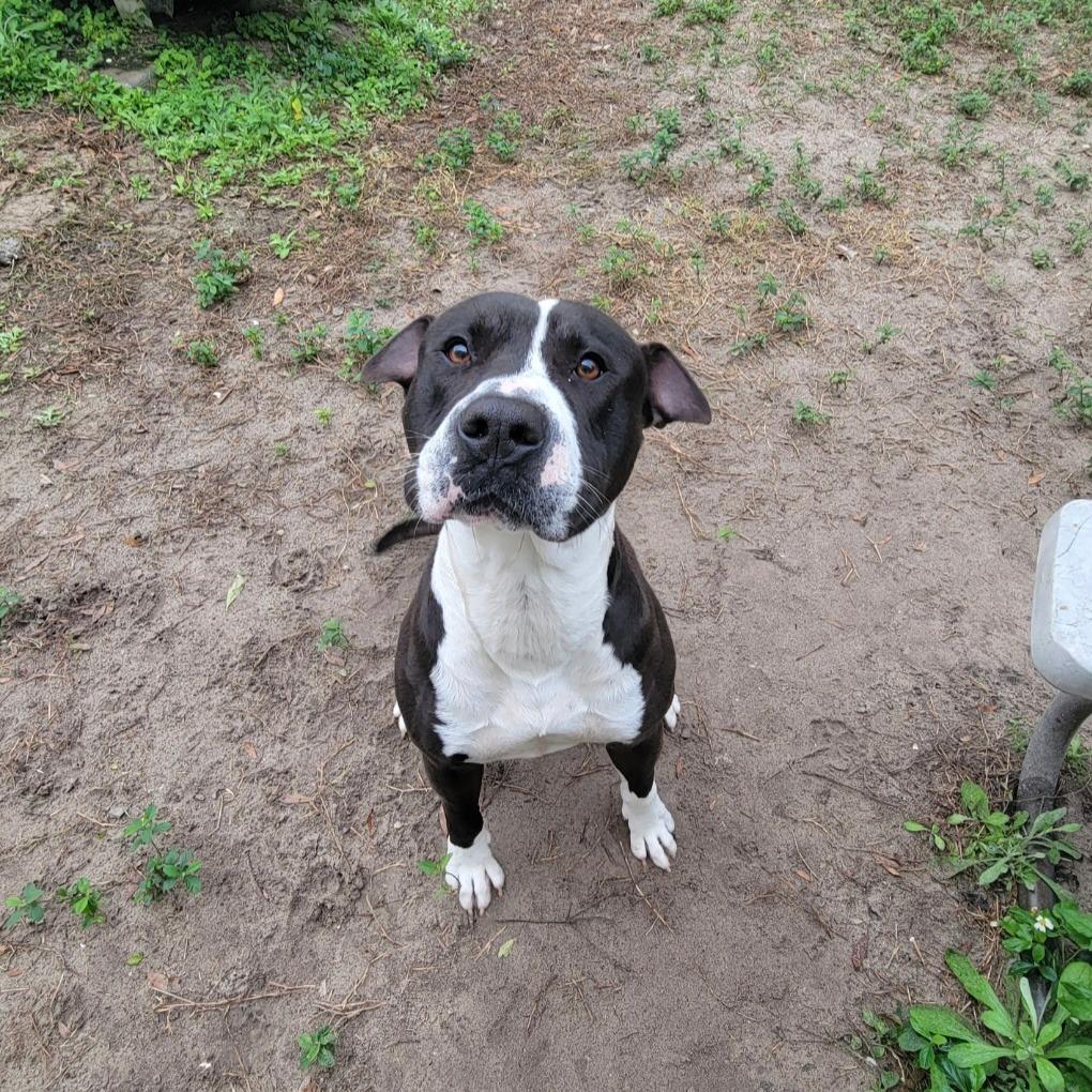 Enlarge Kringle, a Adoptable American Staffordshire Terrier in Lake Panasoffkee, FL image 1/6