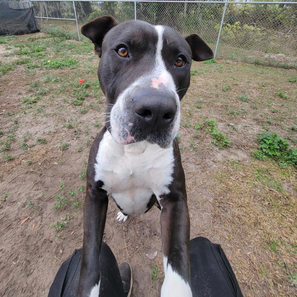 Enlarge Kringle, a Adoptable American Staffordshire Terrier in Lake Panasoffkee, FL image 2/6