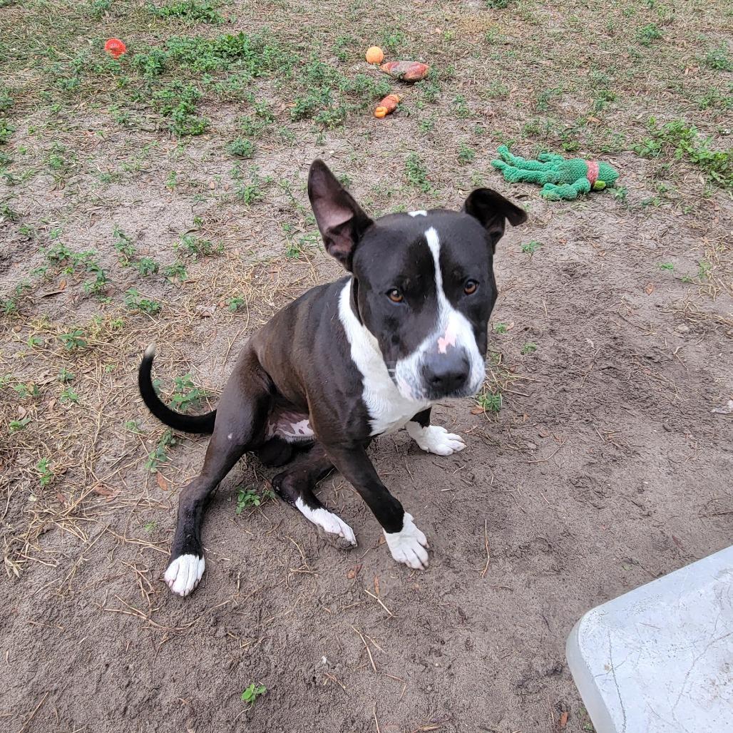 Enlarge Kringle, a Adoptable American Staffordshire Terrier in Lake Panasoffkee, FL image 3/6