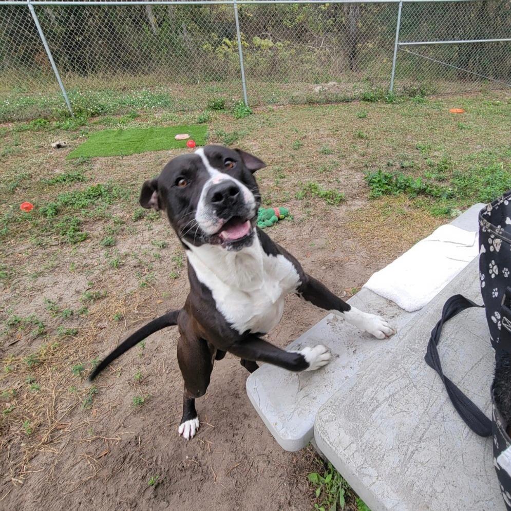 Enlarge Kringle, a Adoptable American Staffordshire Terrier in Lake Panasoffkee, FL image 4/6