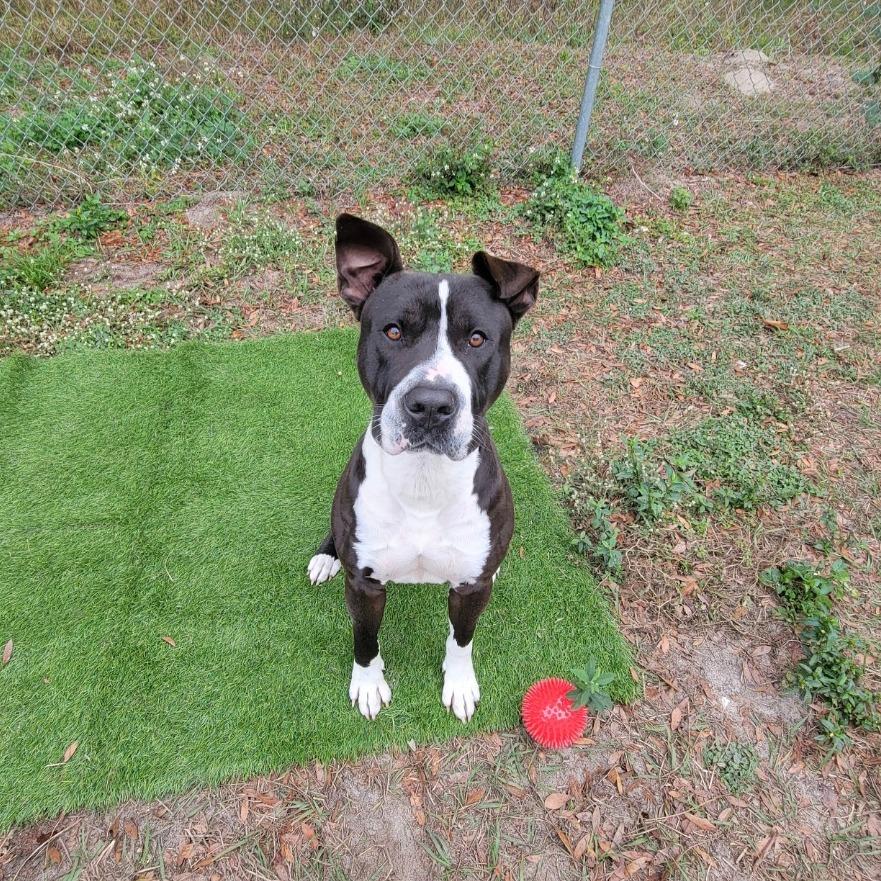 Enlarge Kringle, a Adoptable American Staffordshire Terrier in Lake Panasoffkee, FL image 5/6