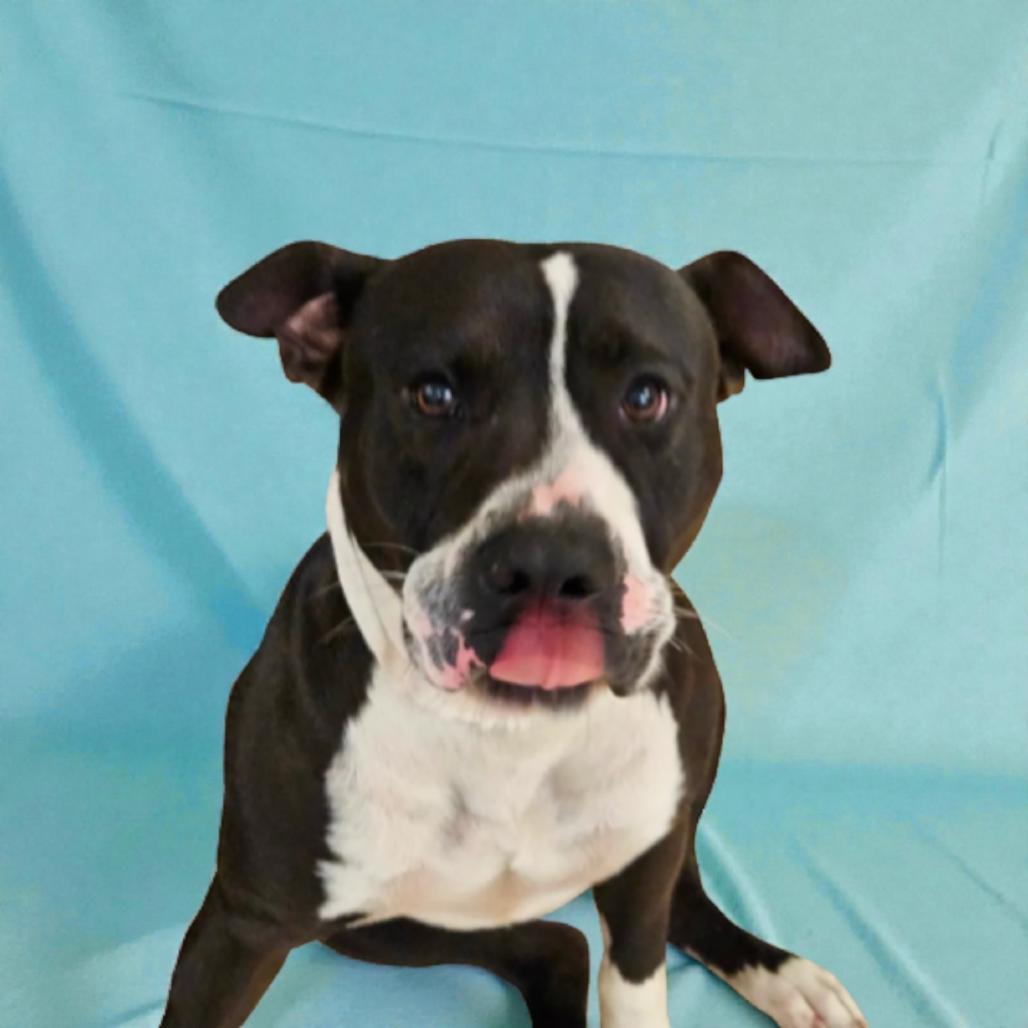 Enlarge Kringle, a Adoptable American Staffordshire Terrier in Lake Panasoffkee, FL image 6/6