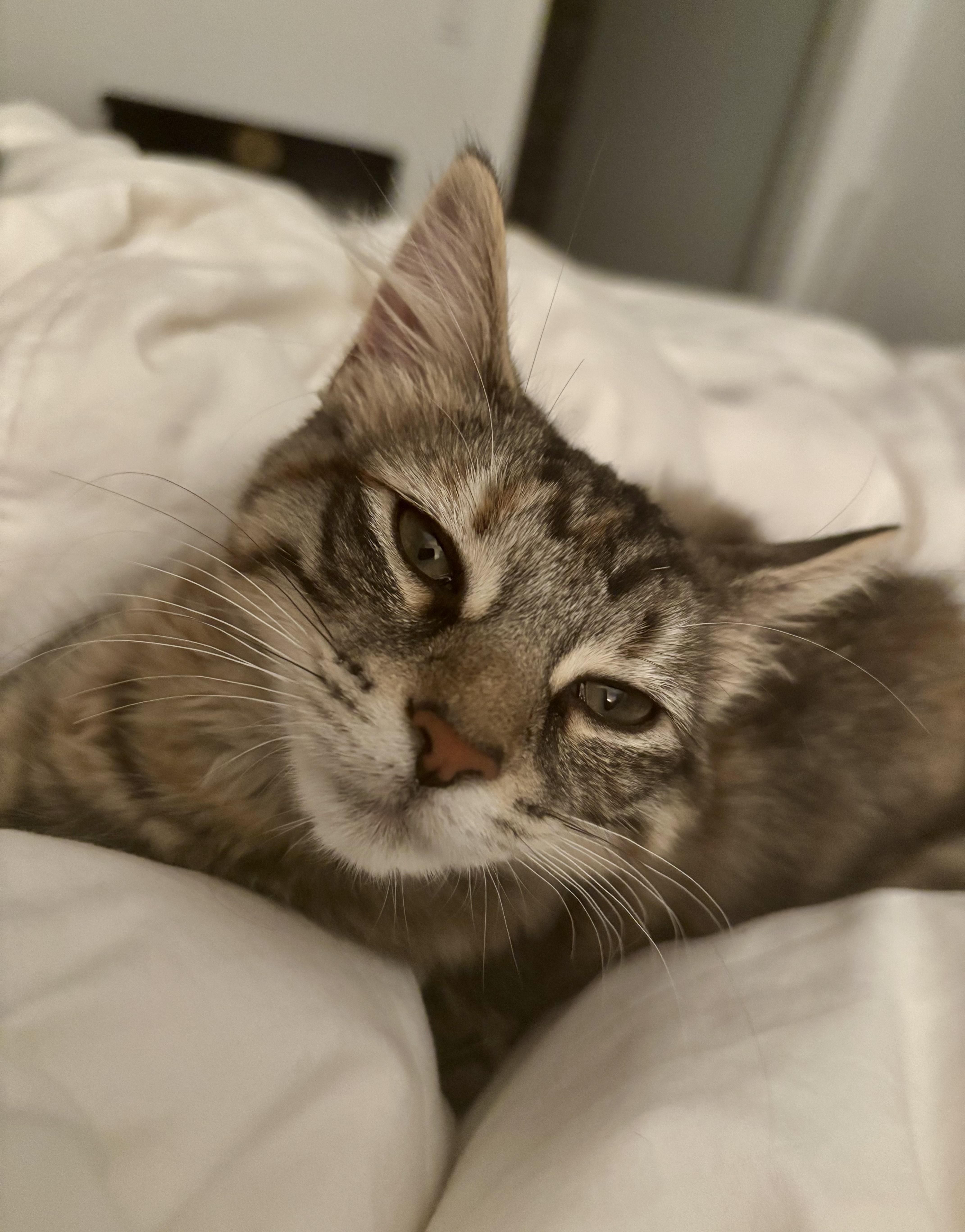 Enlarge Maisie, an adopted mixed breed in Bethel, CT image 4/6