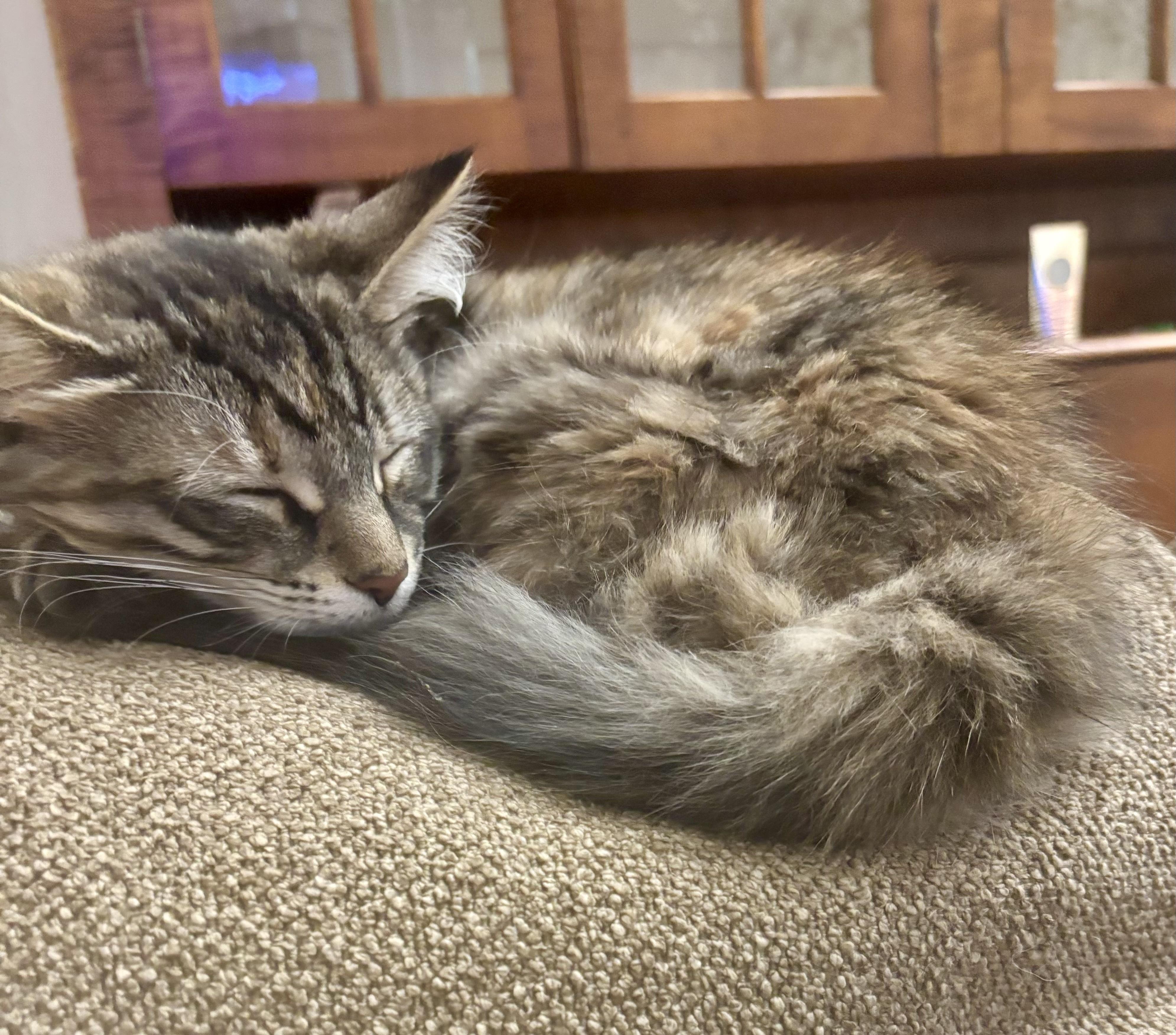 Enlarge Maisie, an adopted mixed breed in Bethel, CT image 5/6