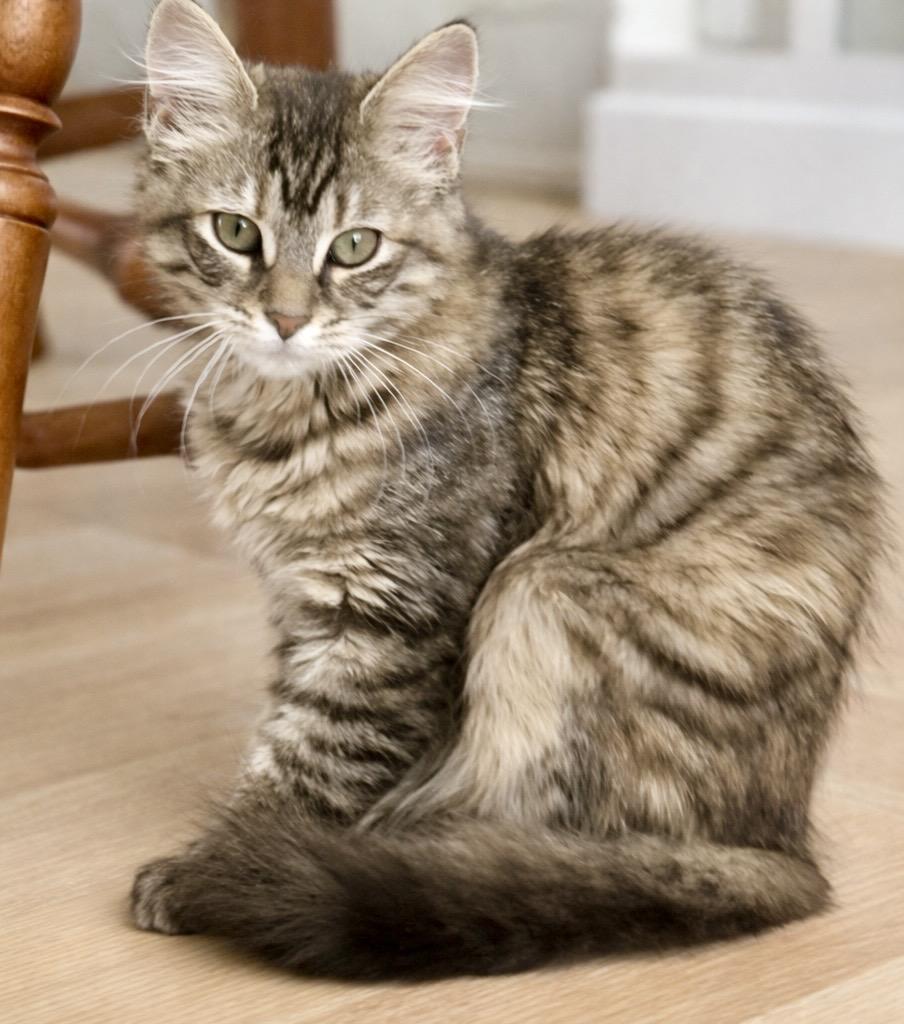 Enlarge Maisie, an adopted mixed breed in Bethel, CT image 2/6