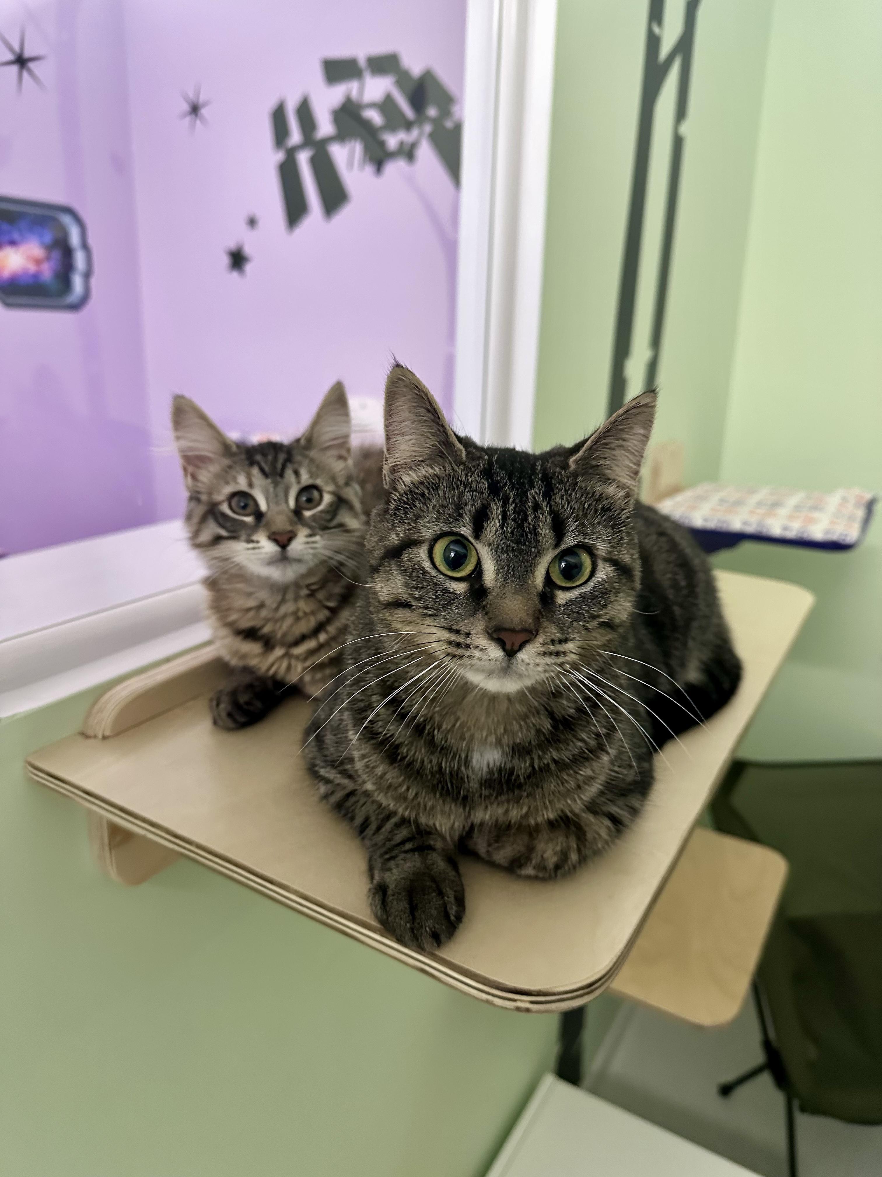 Enlarge Maisie, an adopted mixed breed in Bethel, CT image 6/6