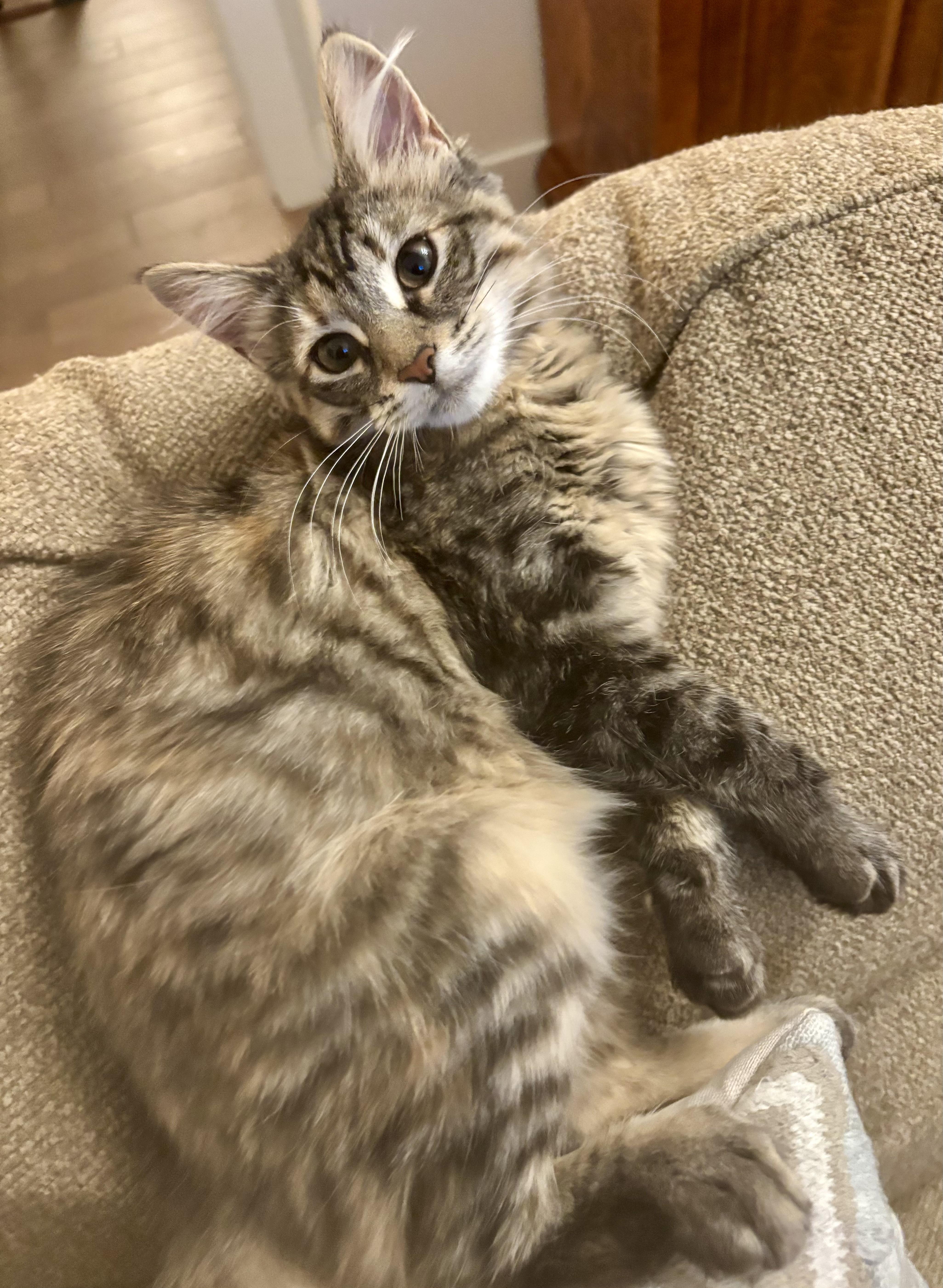 Enlarge Maisie, an adopted mixed breed in Bethel, CT image 3/6