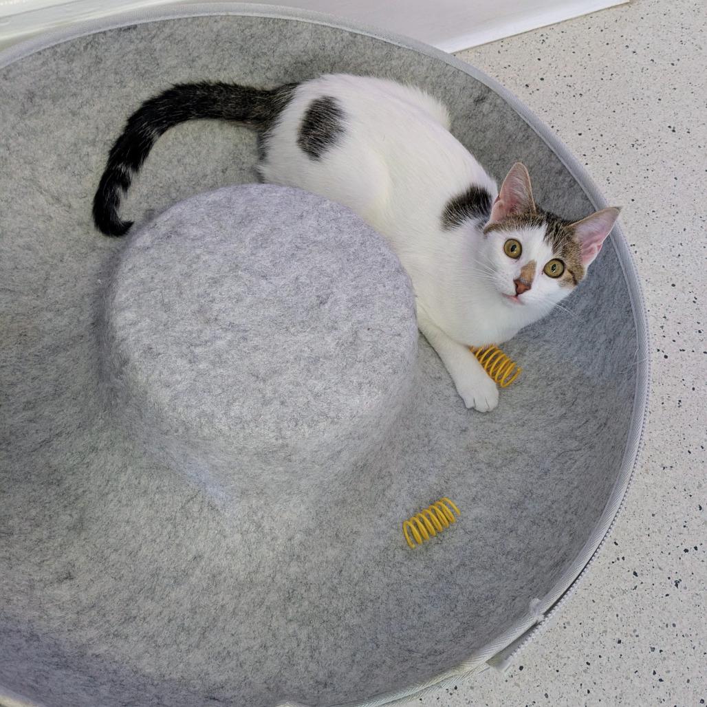 Violet, Adoptable, Young Female Domestic Short Hair.