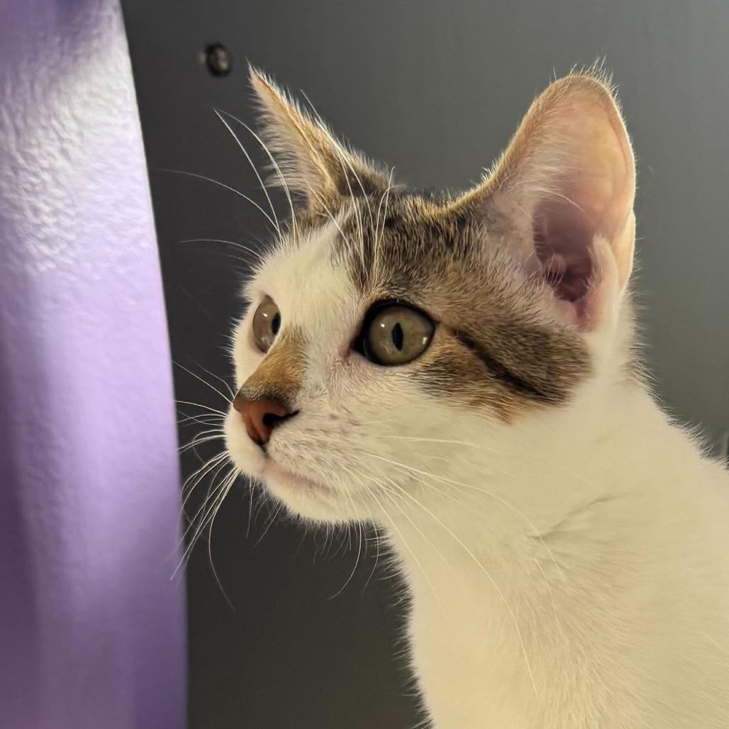 Enlarge Violet, a Adoptable Domestic Short Hair in Portland, OR image 2/6
