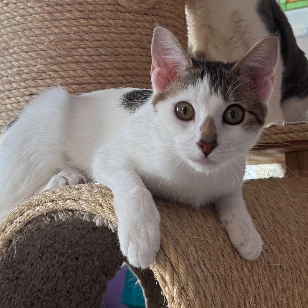 Enlarge Violet, a Adoptable Domestic Short Hair in Portland, OR image 3/6