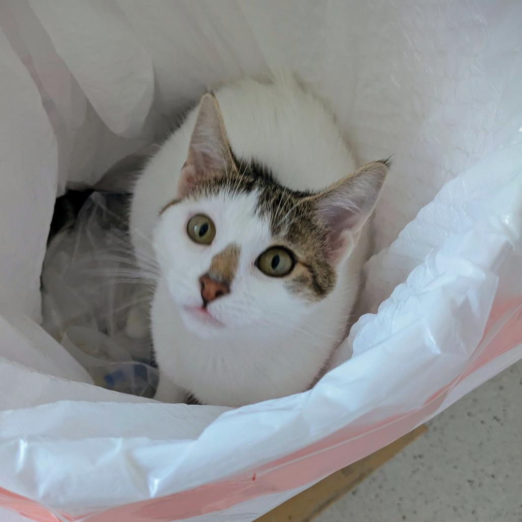 Enlarge Violet, a Adoptable Domestic Short Hair in Portland, OR image 4/6
