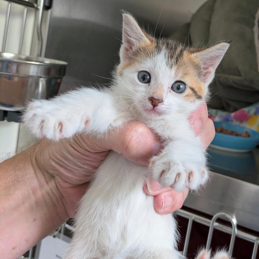 Enlarge Violet, a Adoptable Domestic Short Hair in Portland, OR image 5/6