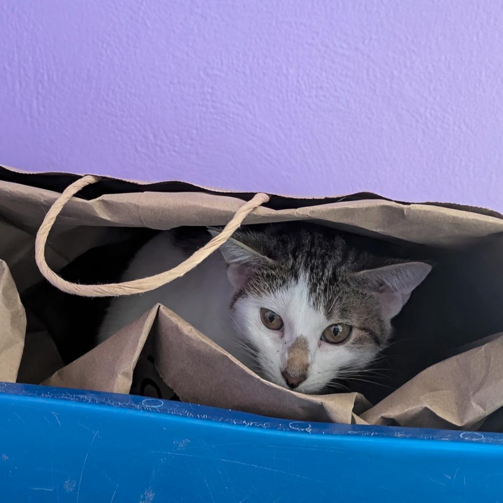 Enlarge Violet, a Adoptable Domestic Short Hair in Portland, OR image 6/6