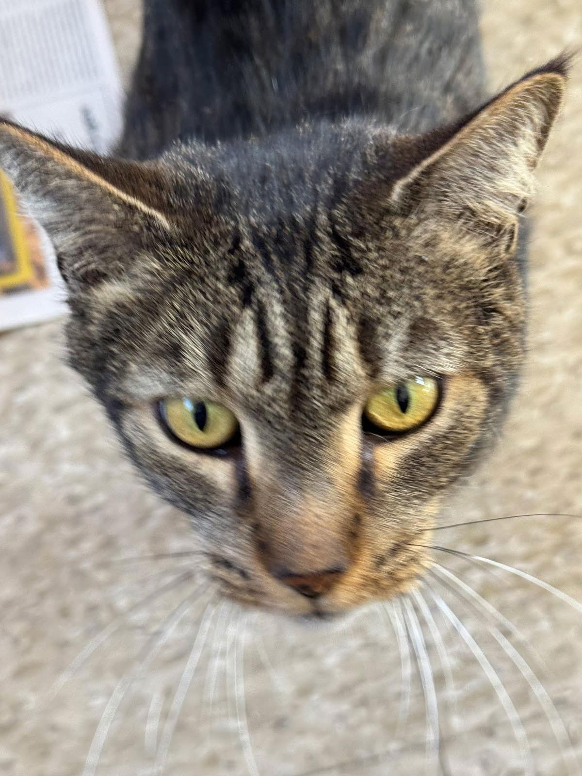 Obbie, a Adoptable Domestic Short Hair in Spring Lake, NJ image 1/2