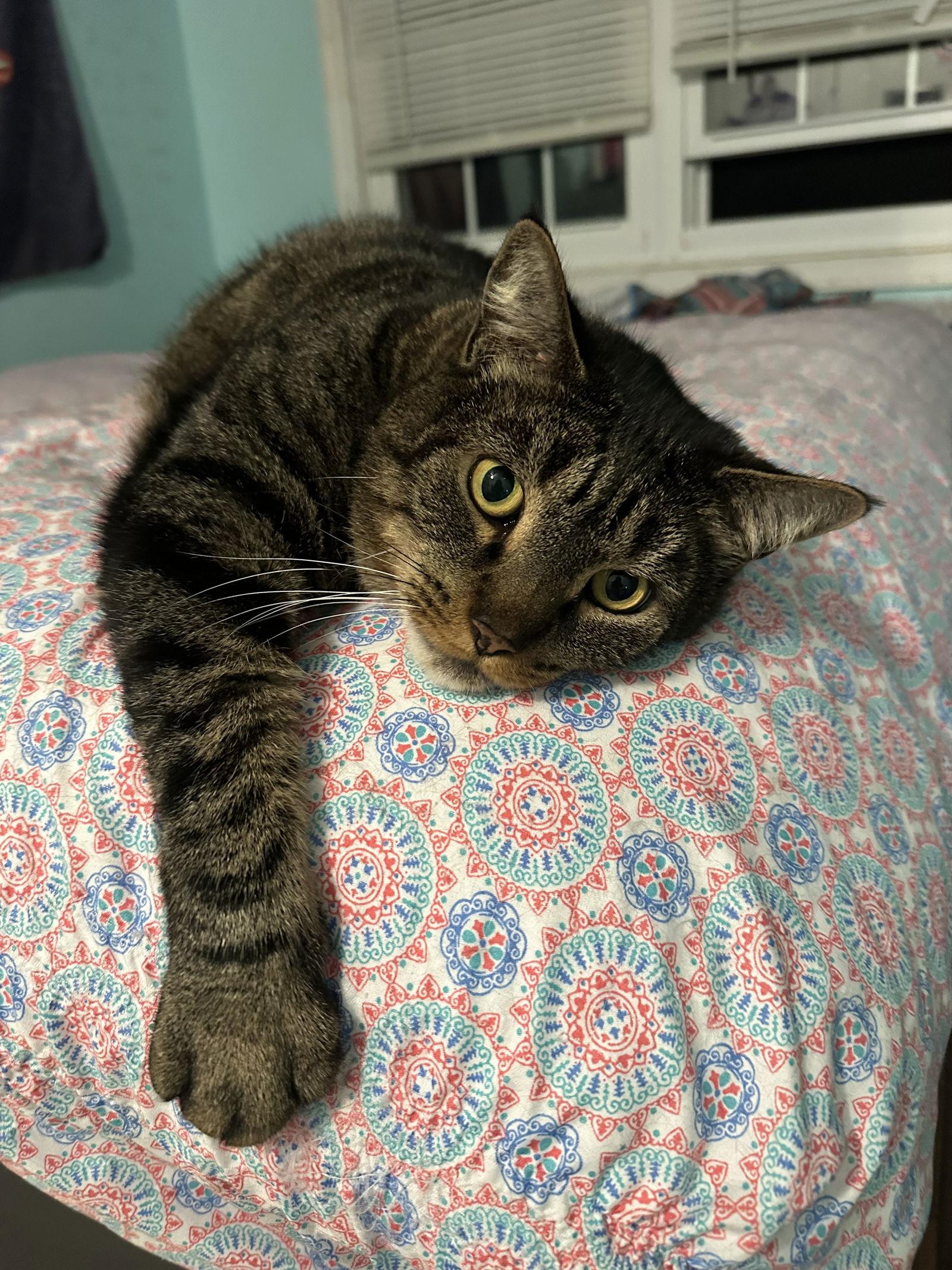 Enlarge Obbie, a Adoptable Domestic Short Hair in Spring Lake, NJ image 2/4