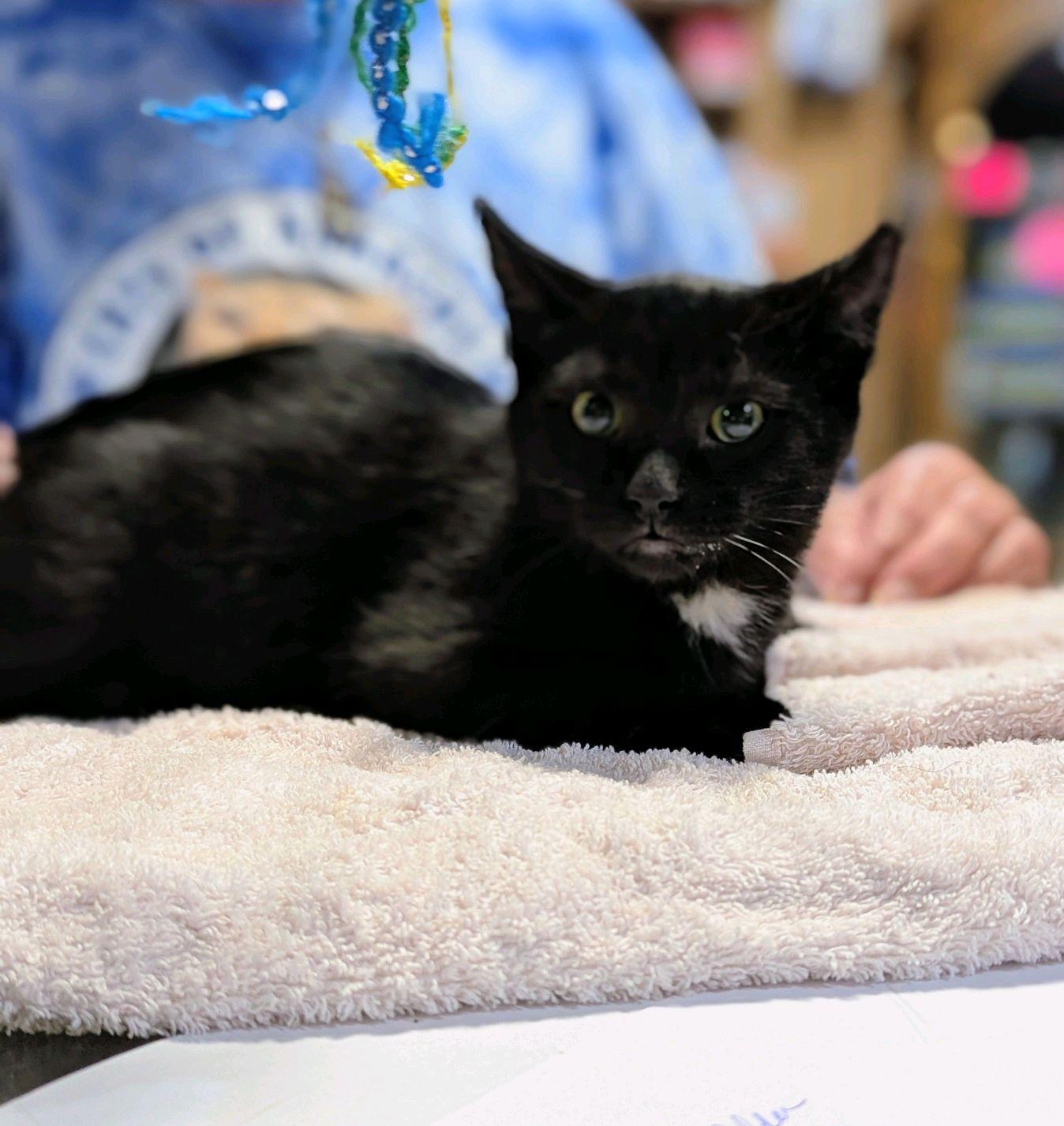 Enlarge Alfred, a ADOPTABLE Domestic Short Hair in New Market, MN image 1/1