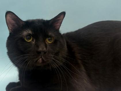 Enlarge Rory, a Adoptable mixed breed in Woodbury, MN image 1/1