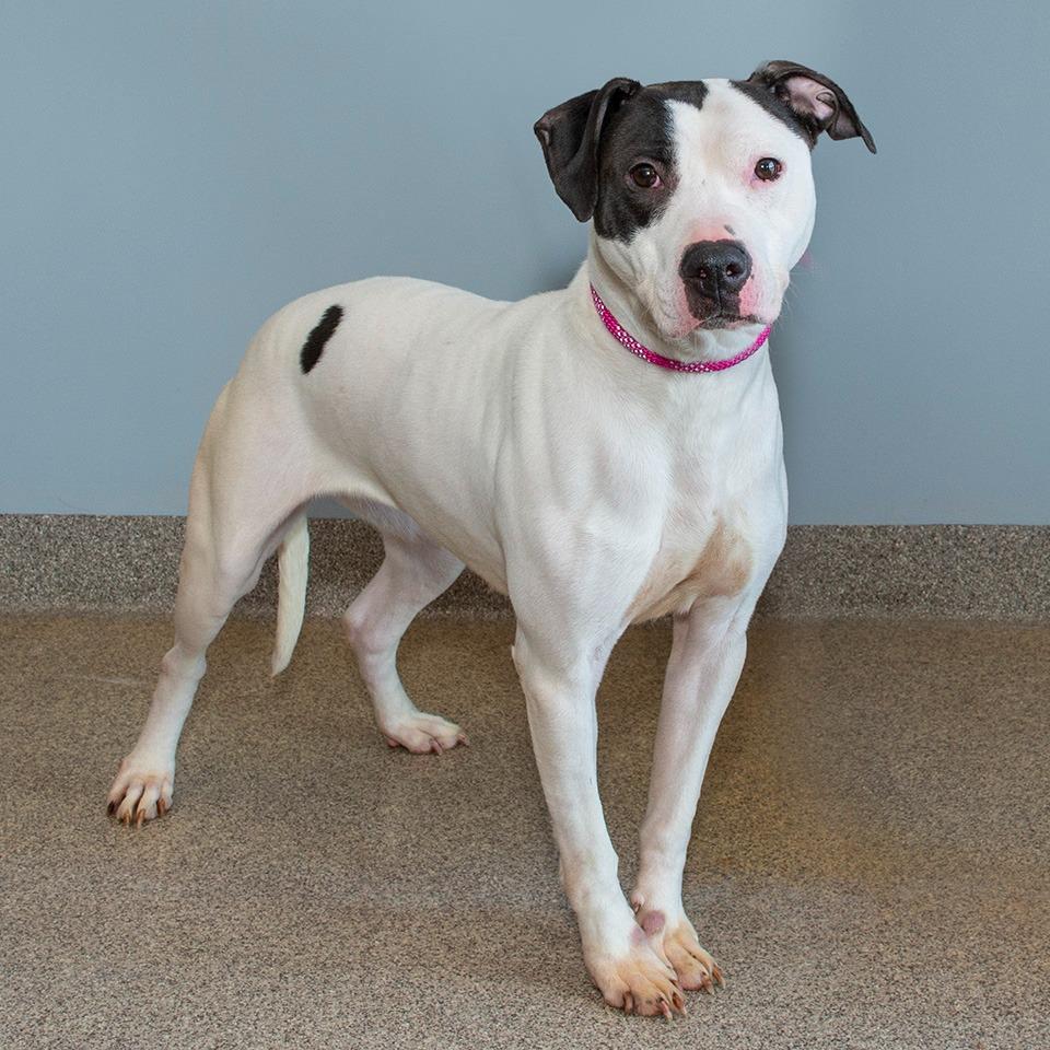 Enlarge Tweety, a Adoptable Pit Bull Terrier in Troy, OH image 1/4