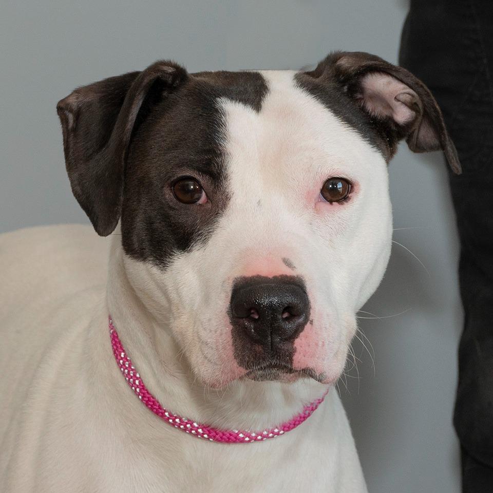 Enlarge Tweety, a Adoptable Pit Bull Terrier in Troy, OH image 2/4