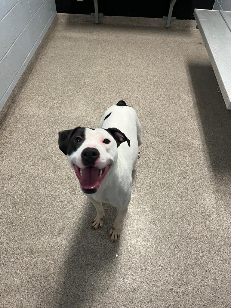 Enlarge Tweety, a Adoptable Pit Bull Terrier in Troy, OH image 3/4