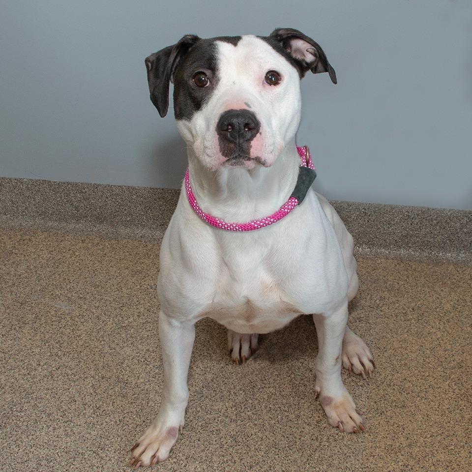 Enlarge Tweety, a Adoptable Pit Bull Terrier in Troy, OH image 4/4