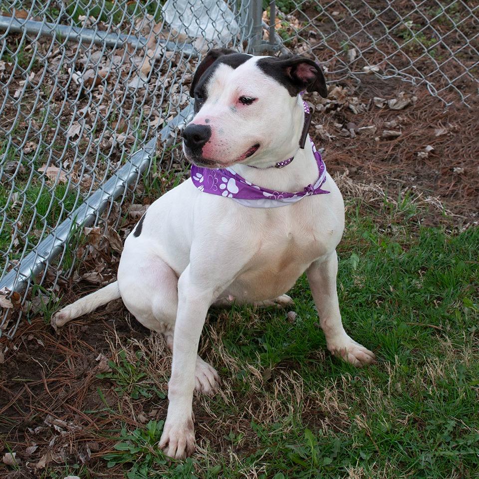 Enlarge Tweety, a Adoptable Pit Bull Terrier in Troy, OH image 4/4