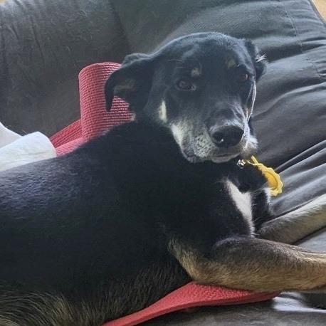 Nelly, Adoptable, Adult Female Shepherd & Husky.