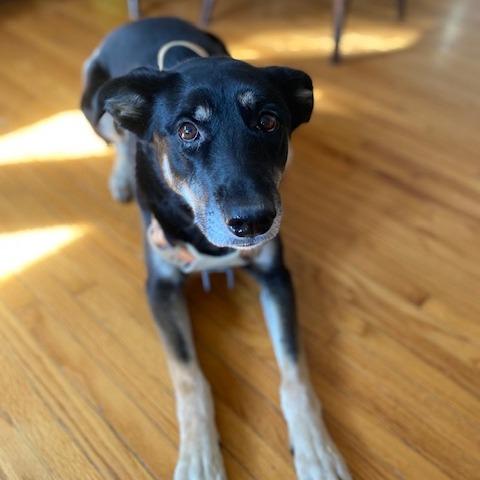 Nelly, a Adoptable mixed breed in Crystal, MN image 1/3