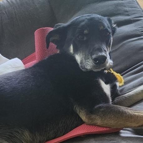 Nelly, a Adoptable mixed breed in Crystal, MN image 2/3