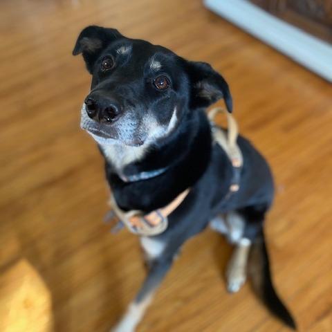 Nelly, a Adoptable mixed breed in Crystal, MN image 3/3