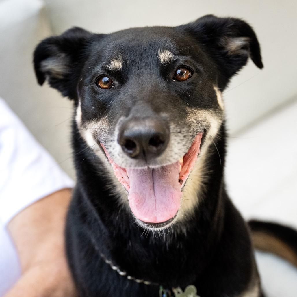 Nelly, a Adoptable mixed breed in Crystal, MN image 1/3