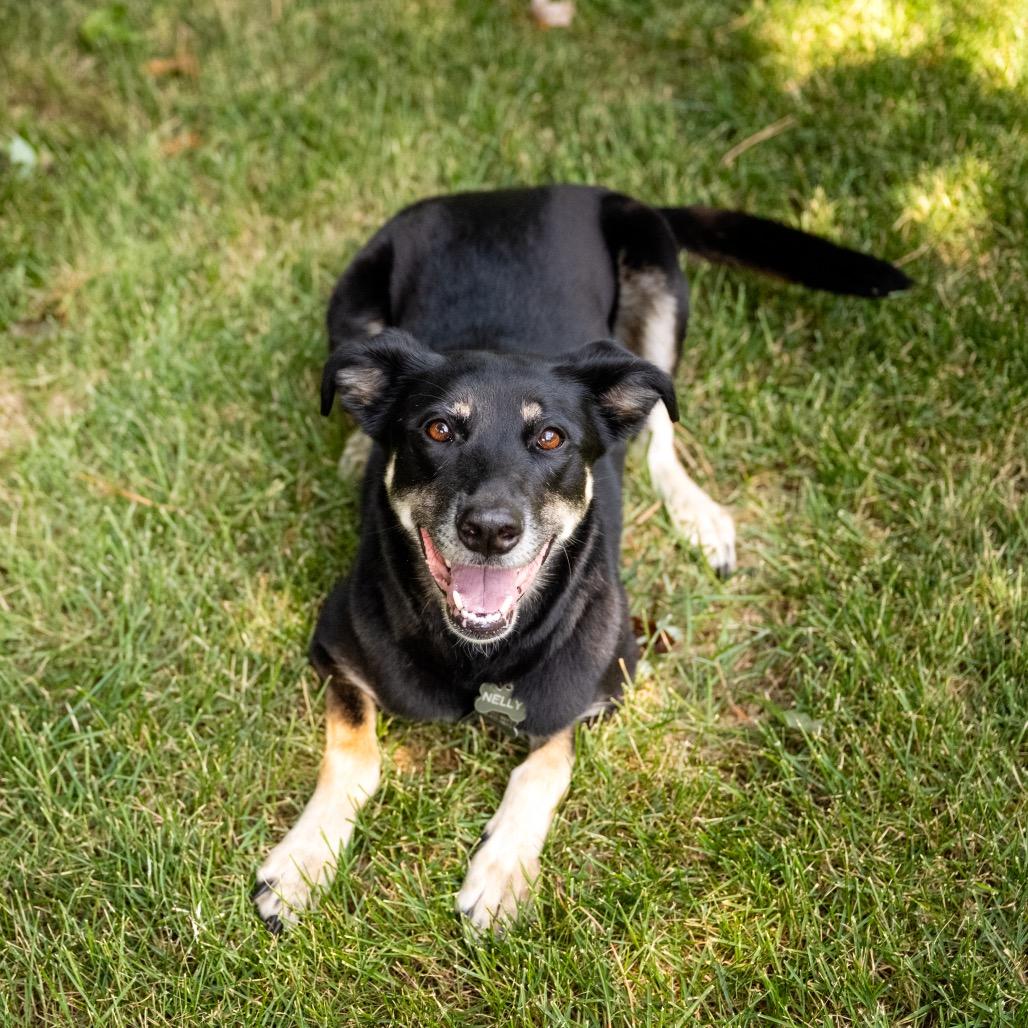 Nelly, a Adoptable mixed breed in Crystal, MN image 2/3
