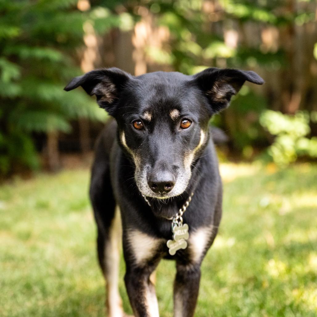 Nelly, a Adoptable mixed breed in Crystal, MN image 3/3