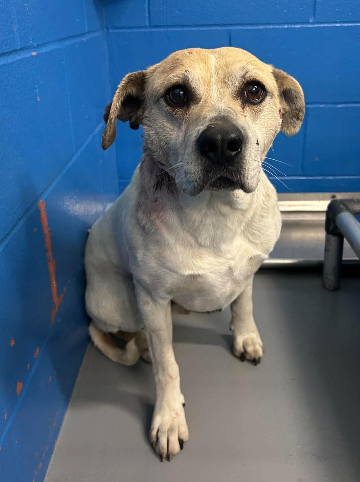 Enlarge Charles (Obedience Trained), a ADOPTABLE mixed breed in Maryville, MO image 3/4