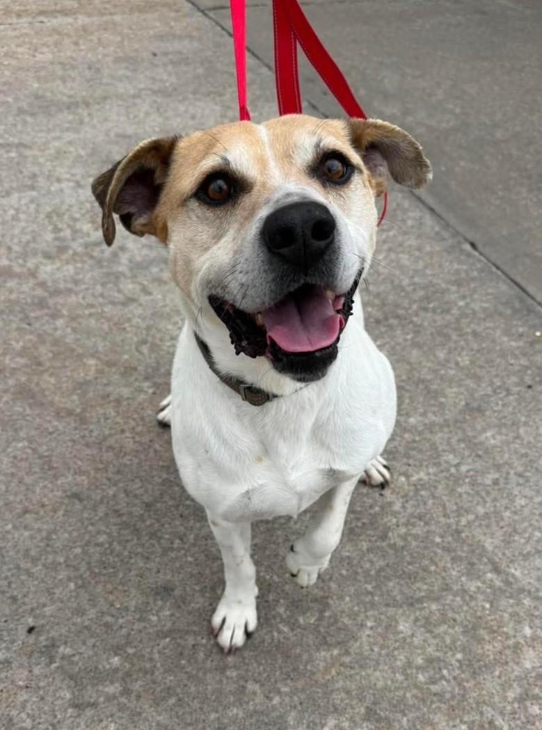 Enlarge Charles (Obedience Trained), a ADOPTABLE mixed breed in Maryville, MO image 1/4