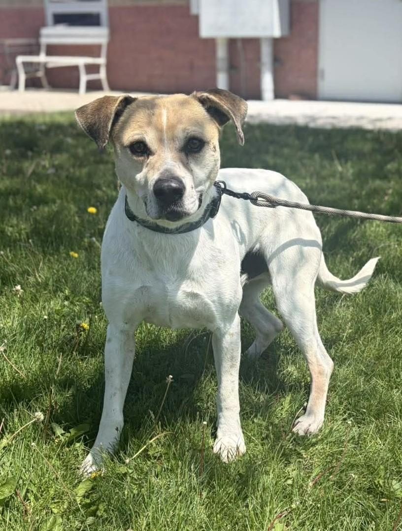 Enlarge Charles (Obedience Trained), a ADOPTABLE mixed breed in Maryville, MO image 2/4