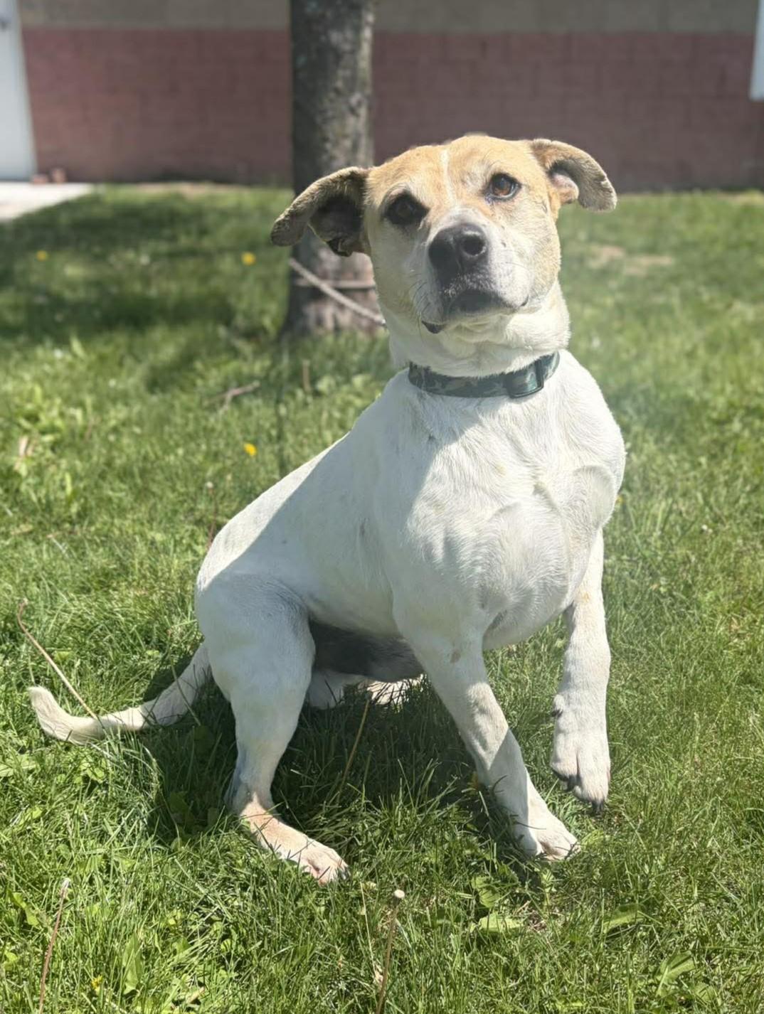 Enlarge Charles (Obedience Trained), a ADOPTABLE mixed breed in Maryville, MO image 4/4