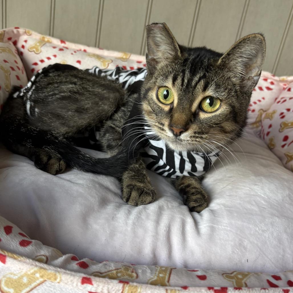 Enlarge Haven, a Adoptable Domestic Short Hair in SLIPPERY ROCK, PA image 1/2