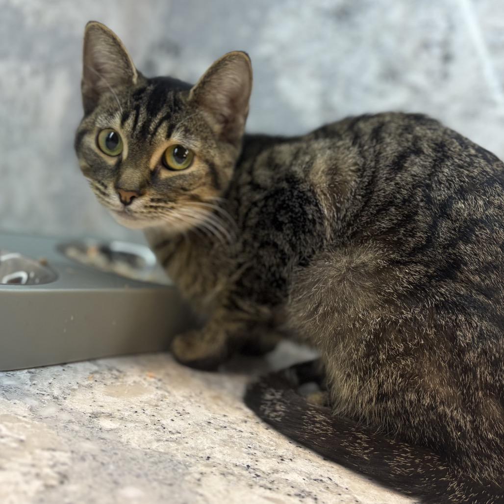 Enlarge Haven, a Adoptable Domestic Short Hair in SLIPPERY ROCK, PA image 2/2