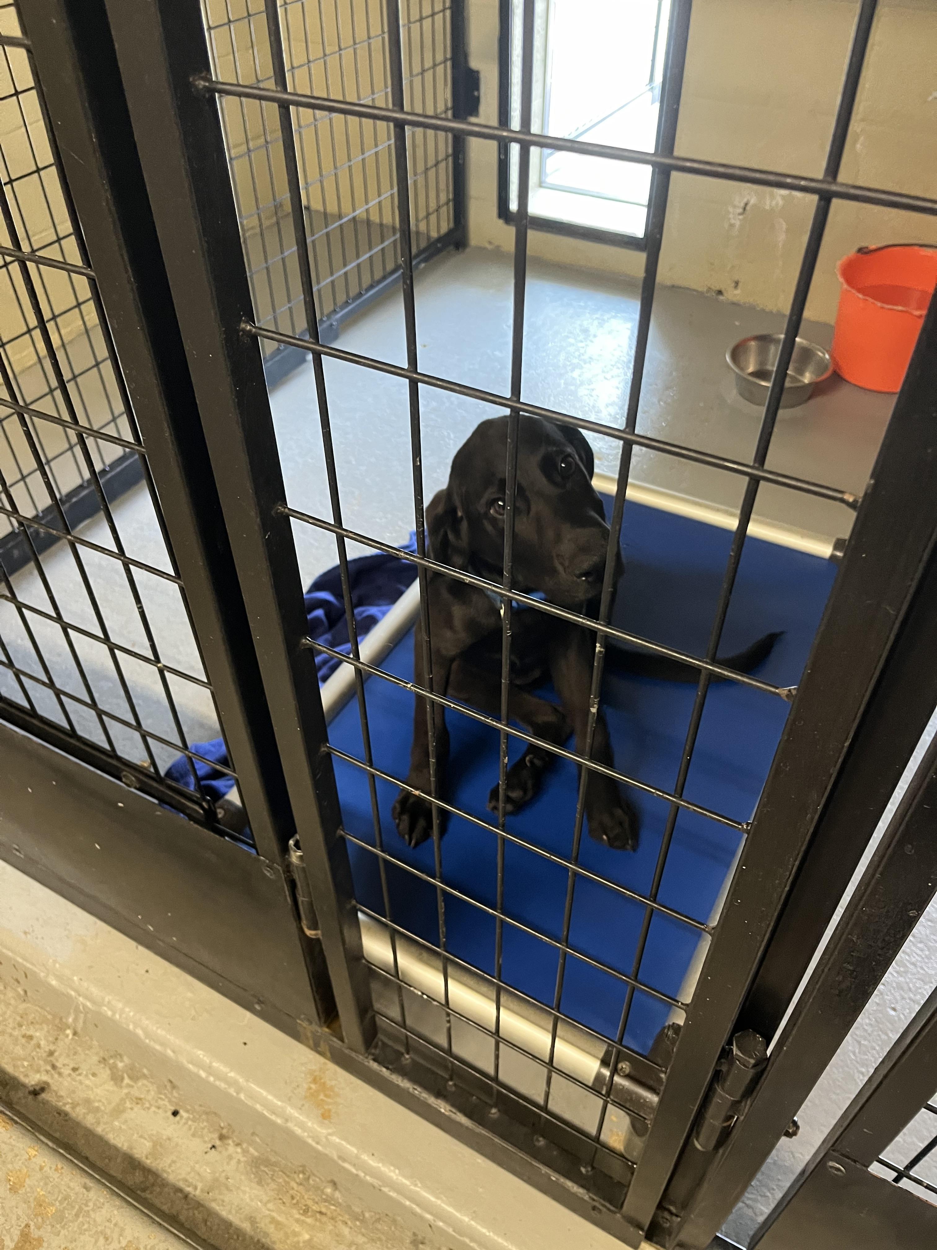 Truffles, Adoptable, Adult Female Tortoiseshell.